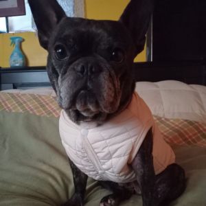 Kelly, Adult Female unknown