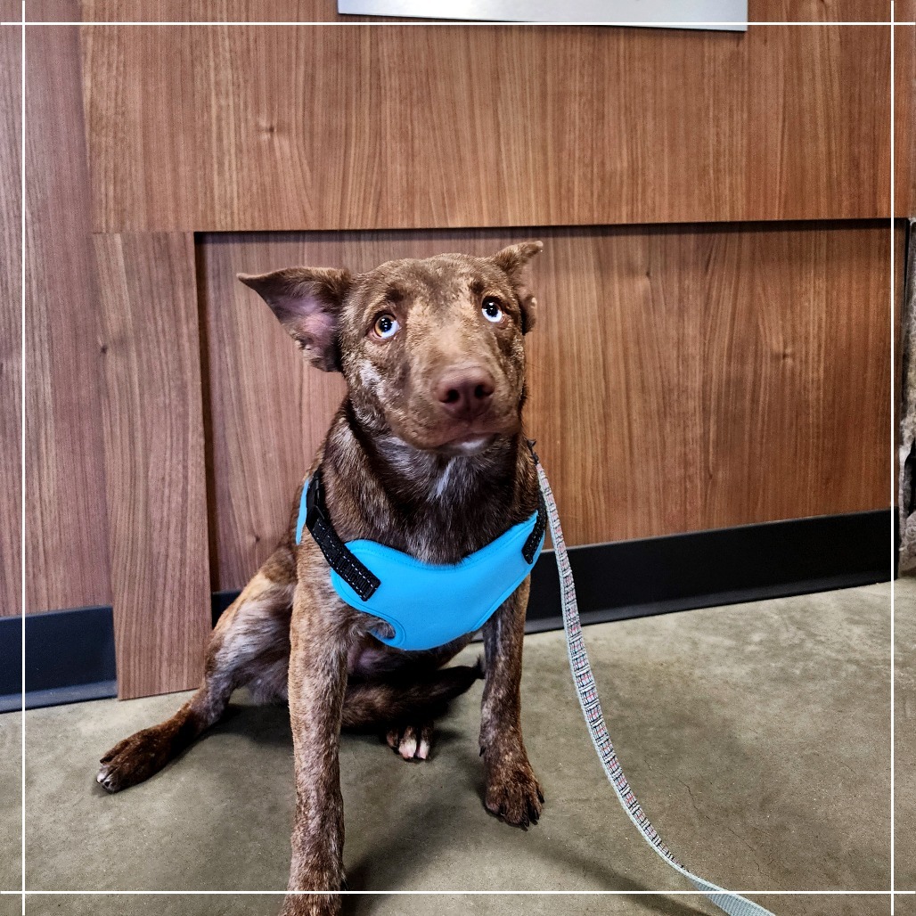 Fudge, an adoptable Mixed Breed in Cody, WY, 82414 | Photo Image 1