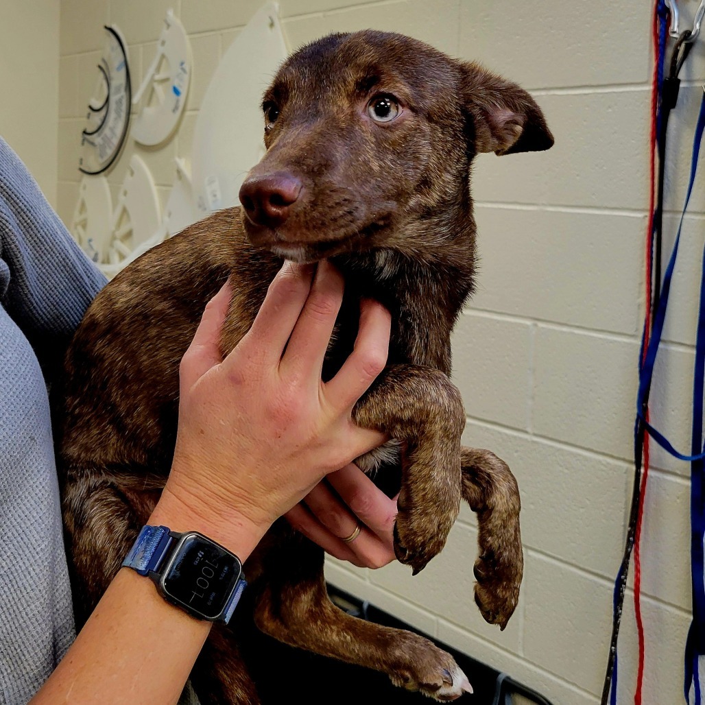 Fudge, an adoptable Mixed Breed in Cody, WY, 82414 | Photo Image 2