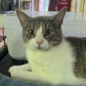 Mouse McCracken, Adult Female unknown