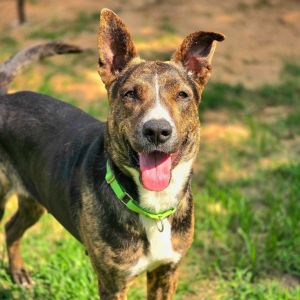 This dog is with Corridor Rescue in Houston Texas Filled with sweetness but terribly unsure of he