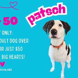 Patsch, Adult Male Mixed Breed