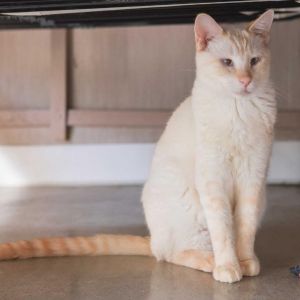 Ignacio, Adult Male Siamese