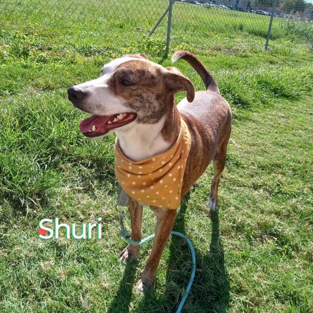 Shuri
