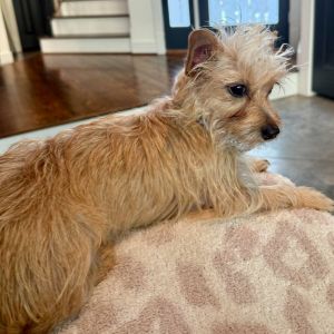 Mango is a darling 11-month-old long-haired Chihuahua weighing just 7 pounds She came to CAMO Rescu