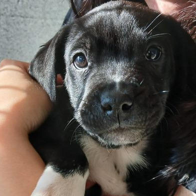 Sammy