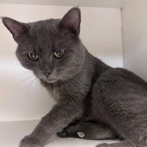 Ogmund, Adult Male Domestic Short Hair