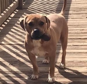 Meet Sparky - a fun playful and all-around charming young man Sparky is a friendly affectionate
