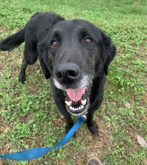 MedSmall dogs No cats Does great with kids Fenced in yard 6ft tall required He is a Houdini Cra