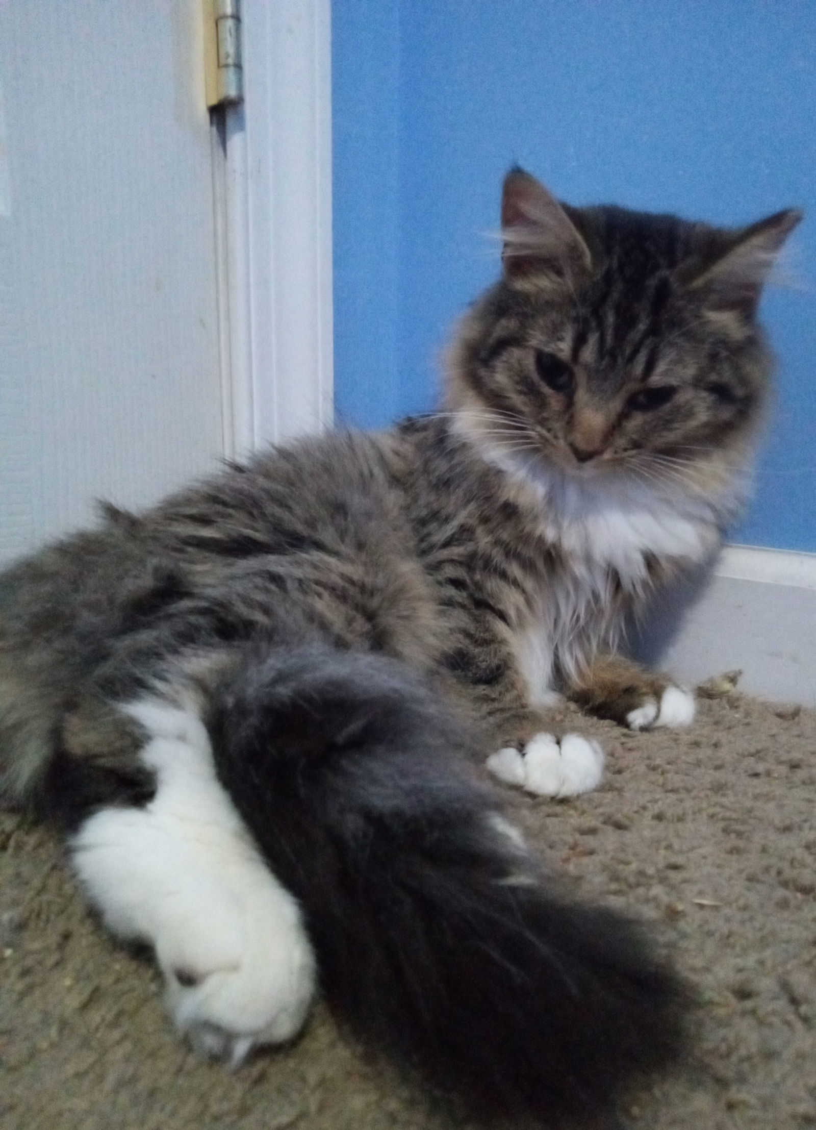 Tabitha