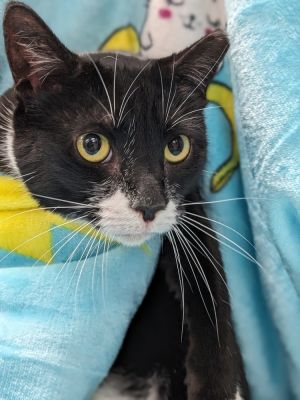 Fiona, Adult Female unknown