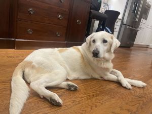 Meet Dolly Parton A Good Samaritan found this sweet girl hanging around the house that they had n