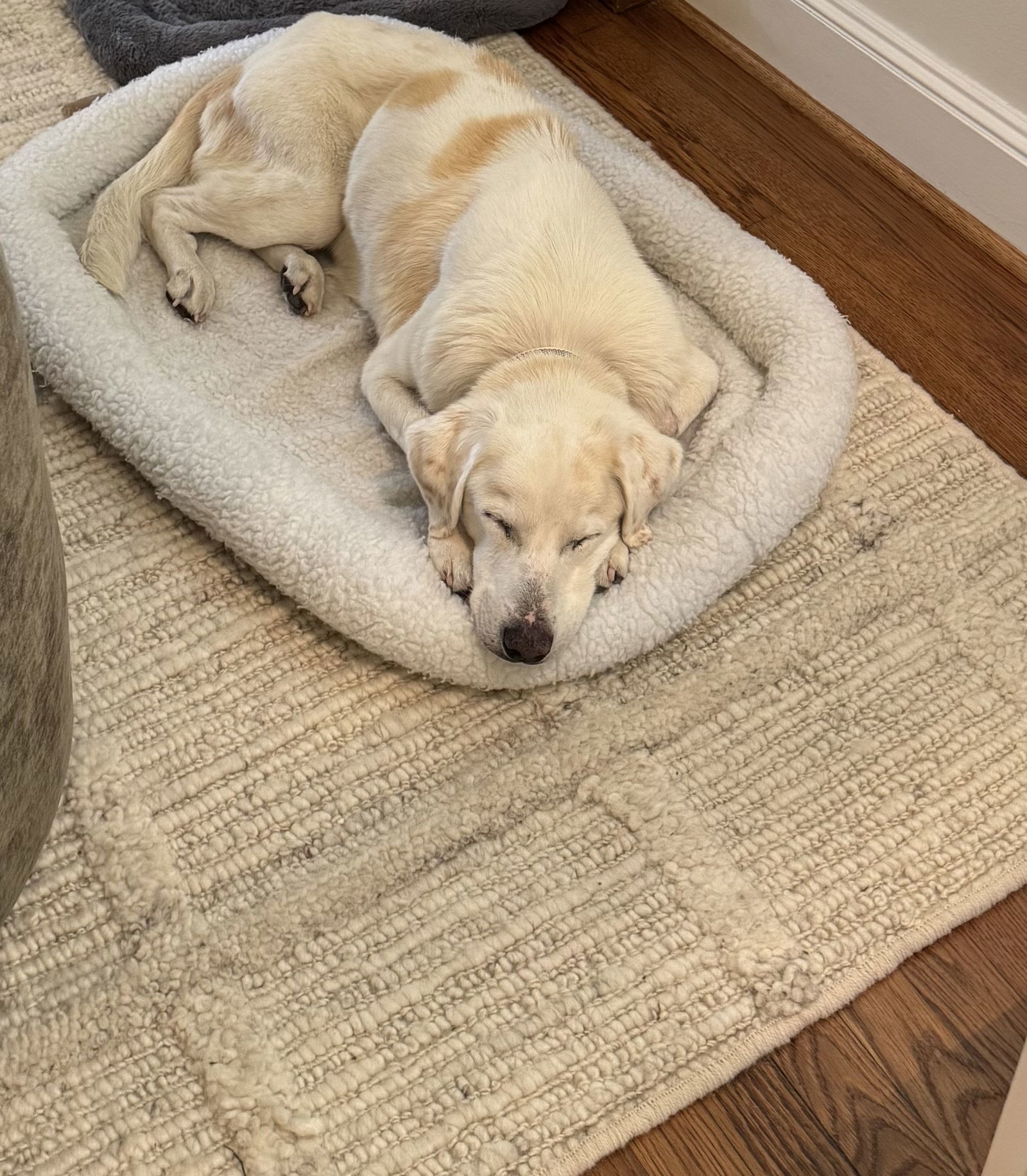 Dolly