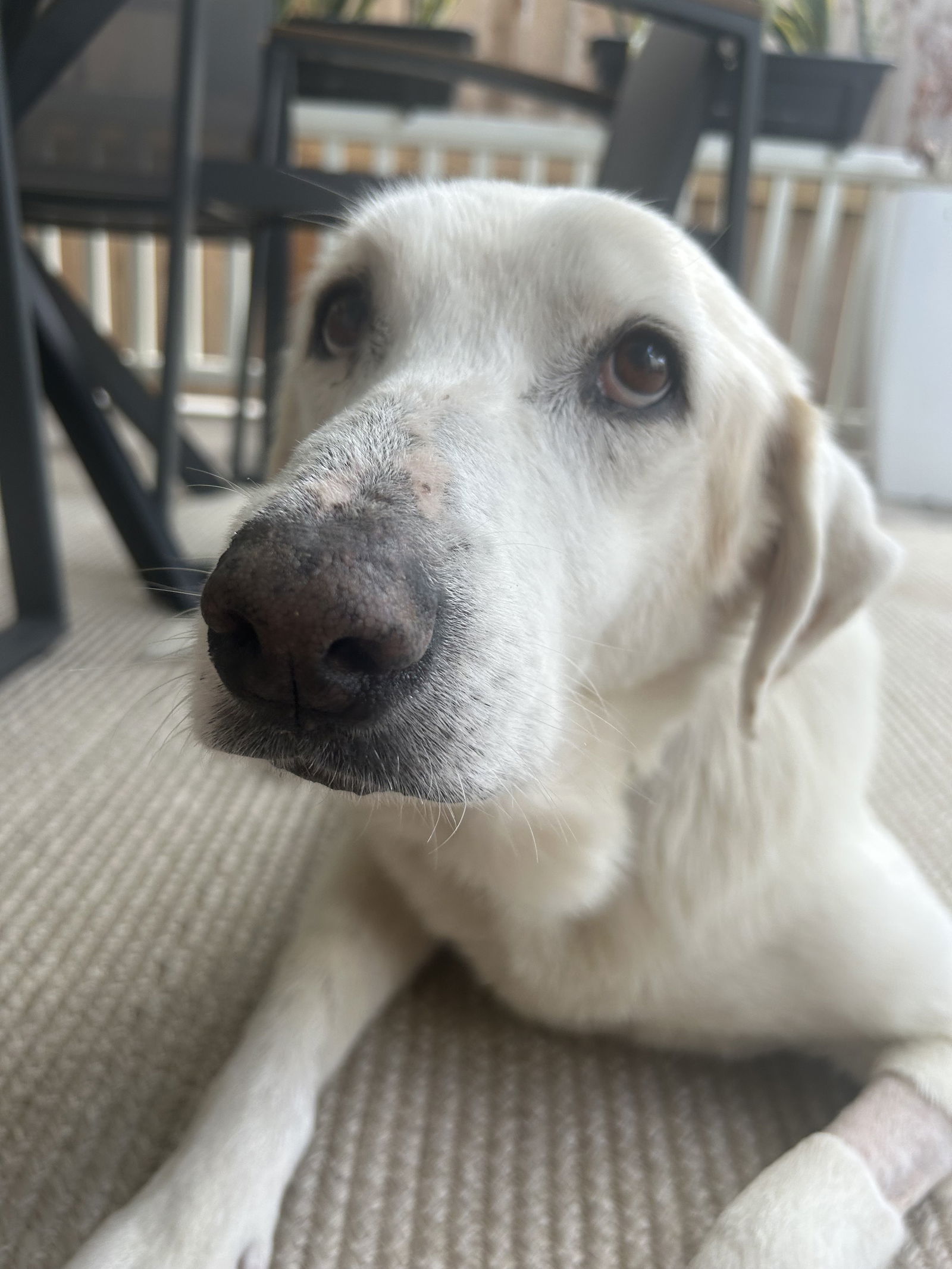 Dolly