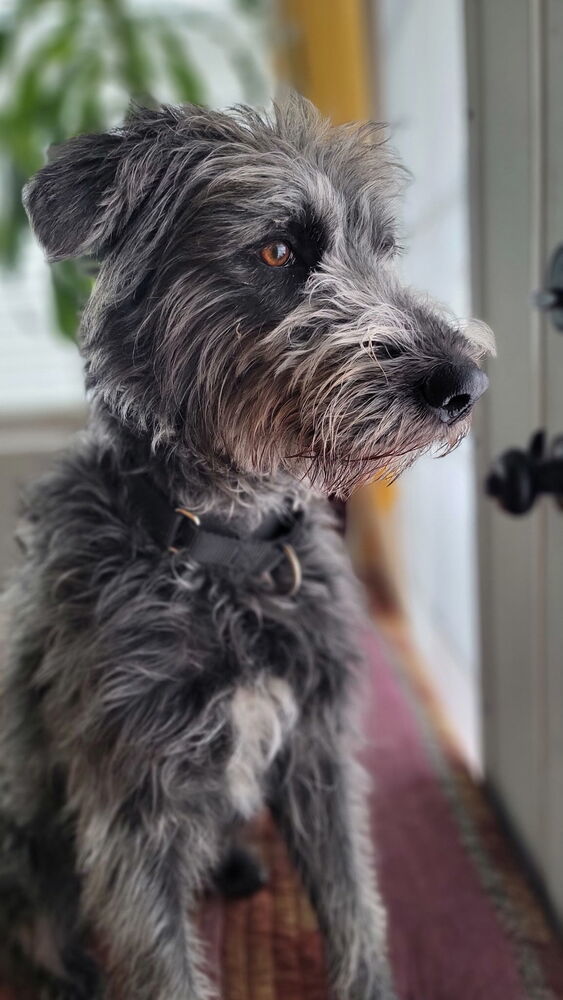 Stella, an adoptable Schnauzer in Denver, CO, 80220 | Photo Image 1