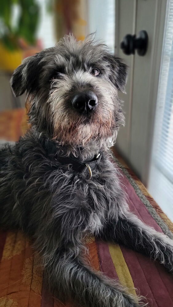 Stella, an adoptable Schnauzer in Denver, CO, 80220 | Photo Image 2