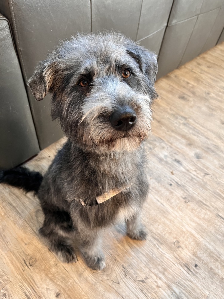 Stella, an adoptable Schnauzer in Denver, CO, 80220 | Photo Image 3