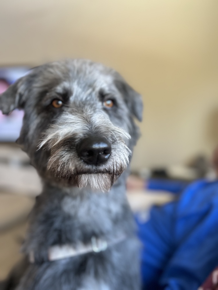 Stella, an adoptable Schnauzer in Denver, CO, 80220 | Photo Image 4