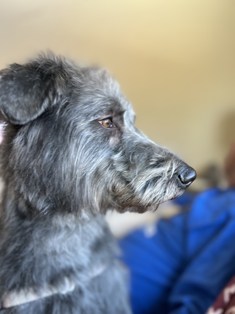 Stella, an adoptable Schnauzer in Denver, CO, 80220 | Photo Image 5
