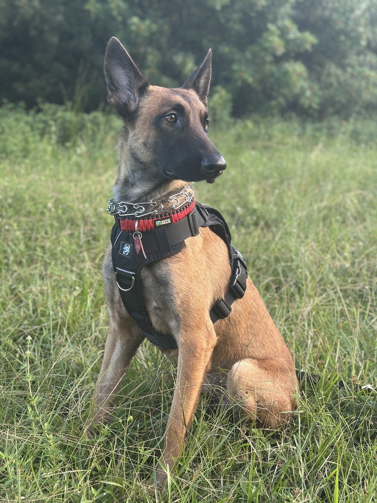 Juno - located in GA