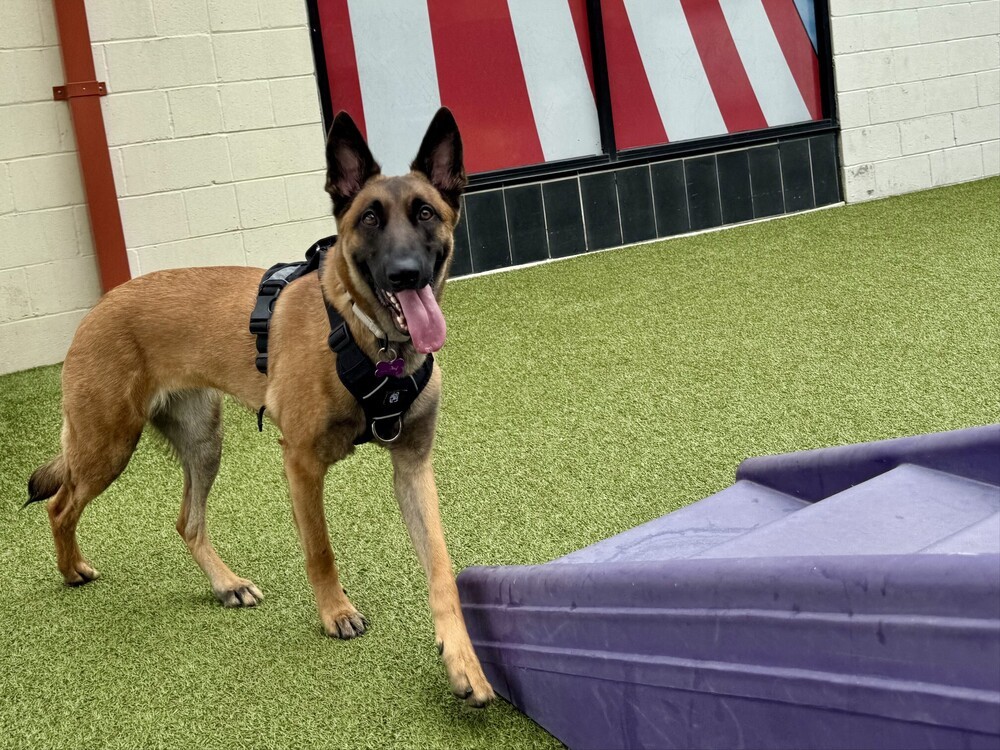 Juno - located in GA