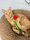 Secret Agent Whiskers photo 1