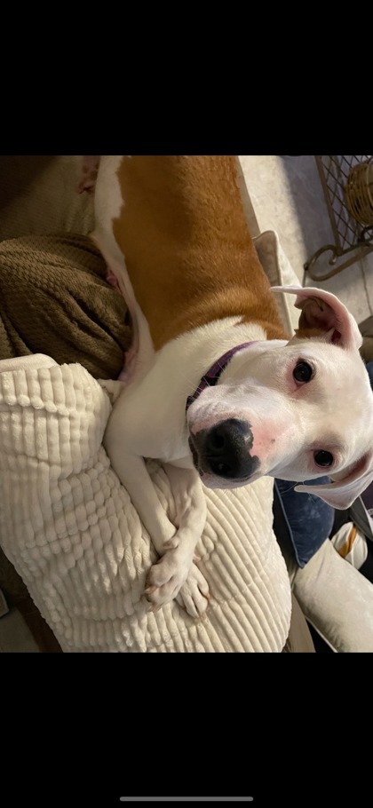 Maya