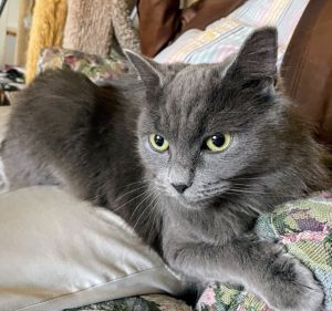 Gracie is a sweet long-haired lap cat looking for a home as an only cat She doesnt enjoy sharing f
