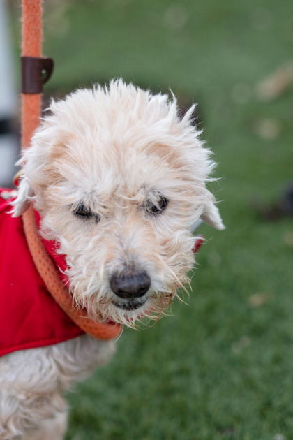 Dalton, an adoptable Poodle, Maltese in Lebec, CA, 93243 | Photo Image 1