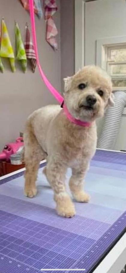 Dalton, an adoptable Poodle, Maltese in Lebec, CA, 93243 | Photo Image 2