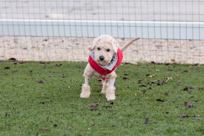Dalton, an adoptable Poodle, Maltese in Lebec, CA, 93243 | Photo Image 3