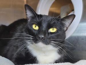 Angel, Adult Female Domestic Short Hair