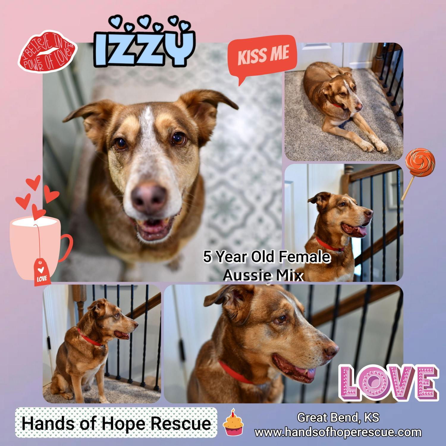 Izzy, an adoptable Australian Shepherd, Hound in Great Bend, KS, 67530 | Photo Image 1