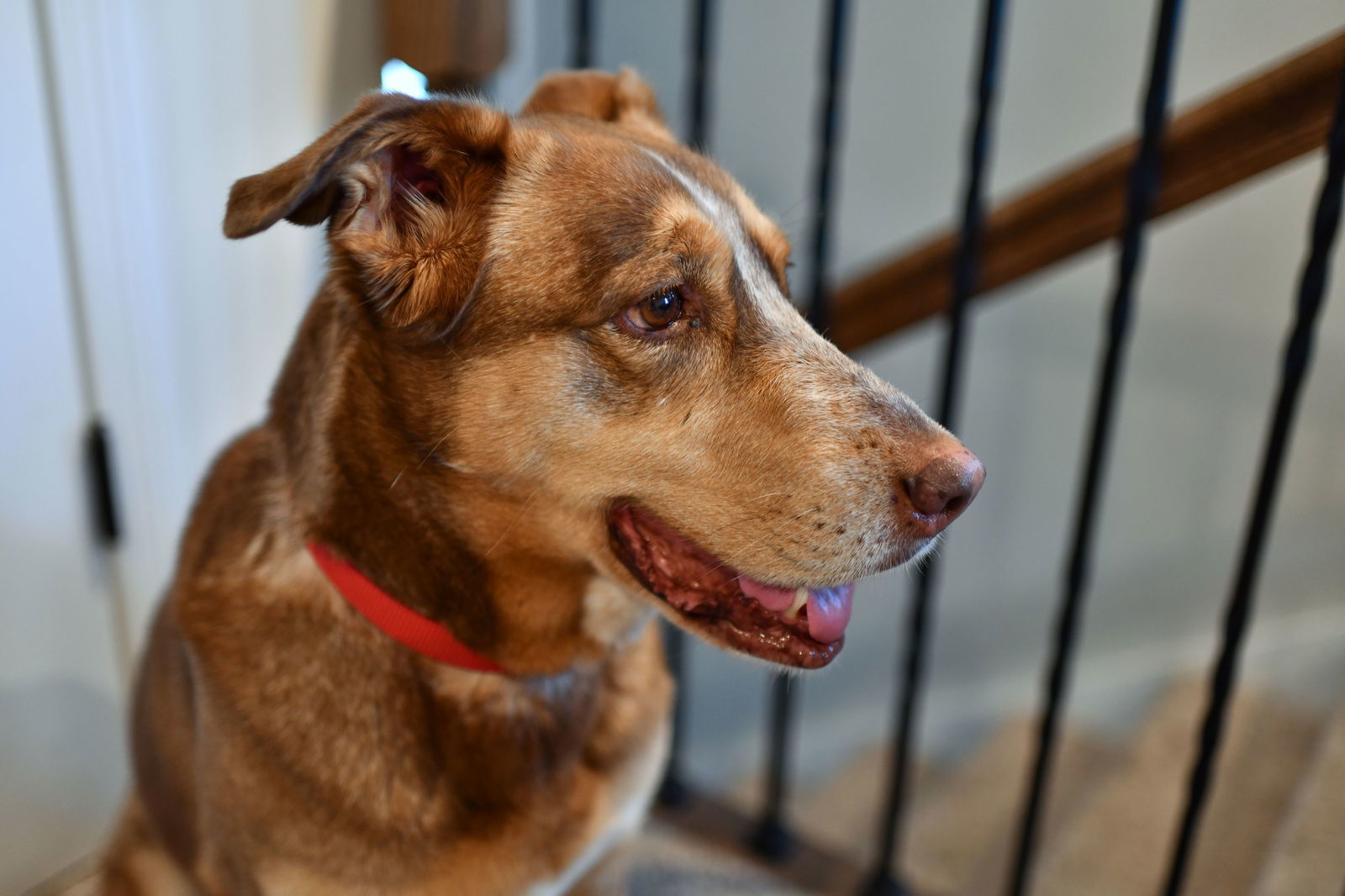 Izzy, an adoptable Australian Shepherd, Hound in Great Bend, KS, 67530 | Photo Image 2