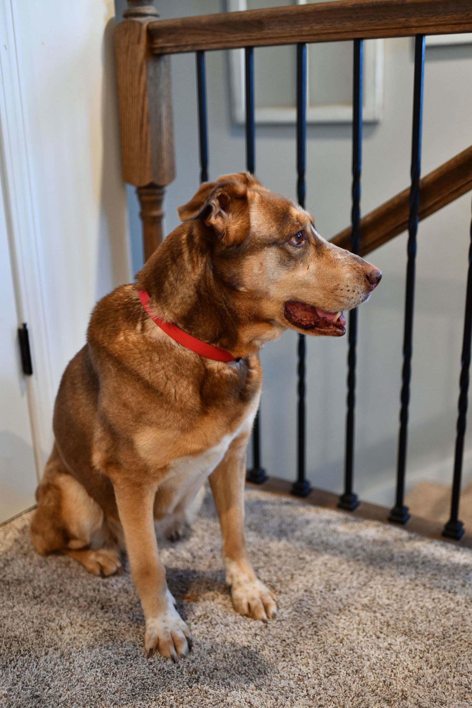 Izzy, an adoptable Australian Shepherd, Hound in Great Bend, KS, 67530 | Photo Image 3