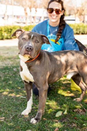 RUFTY is a handsome blockheaded boy that is a sucker for belly rubs and thinks he is a lapdog We