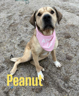 Peanut 124958