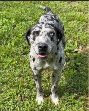 Meet Lovely Maggie - The Stunning Blue Leopard Catahoula Mix Maggie is a sweetheart couch potato b
