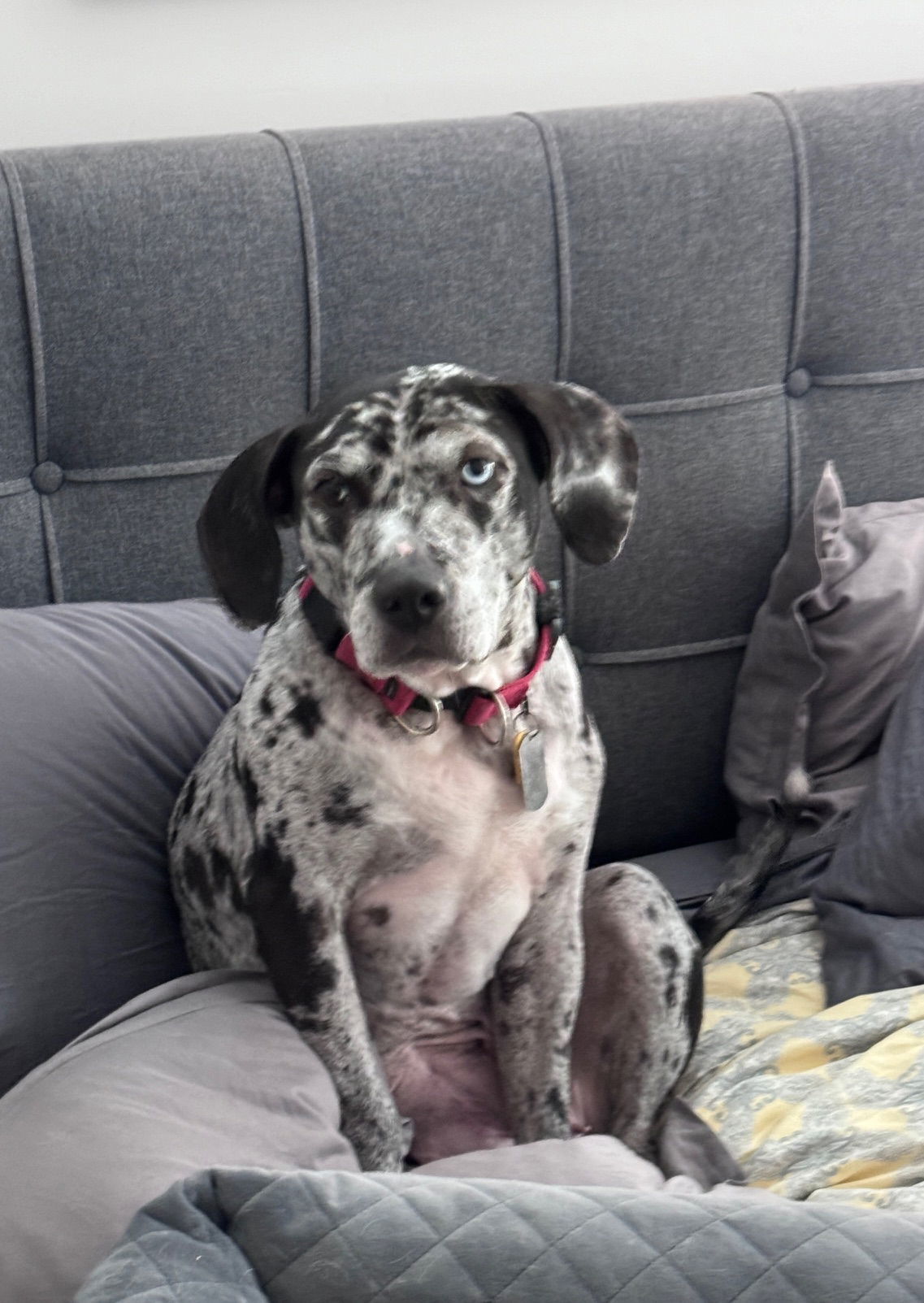 Maggie - Blue Leopard Catahoula Mix - COUCH PET!