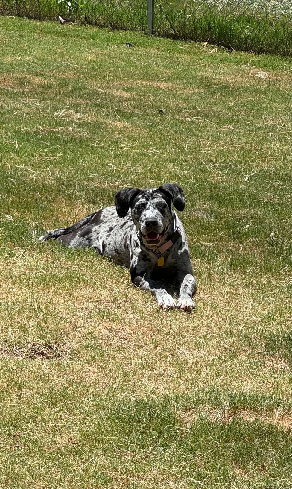 Maggie - Blue Leopard Catahoula Mix - COUCH PET!