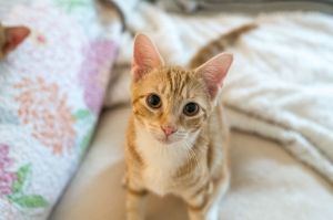 Pinky, Young Female Tabby