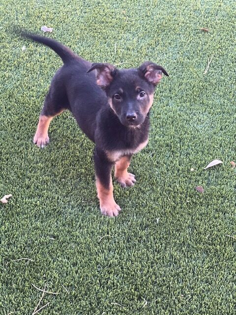 Photo of Baby Female Australian Shepherd Black