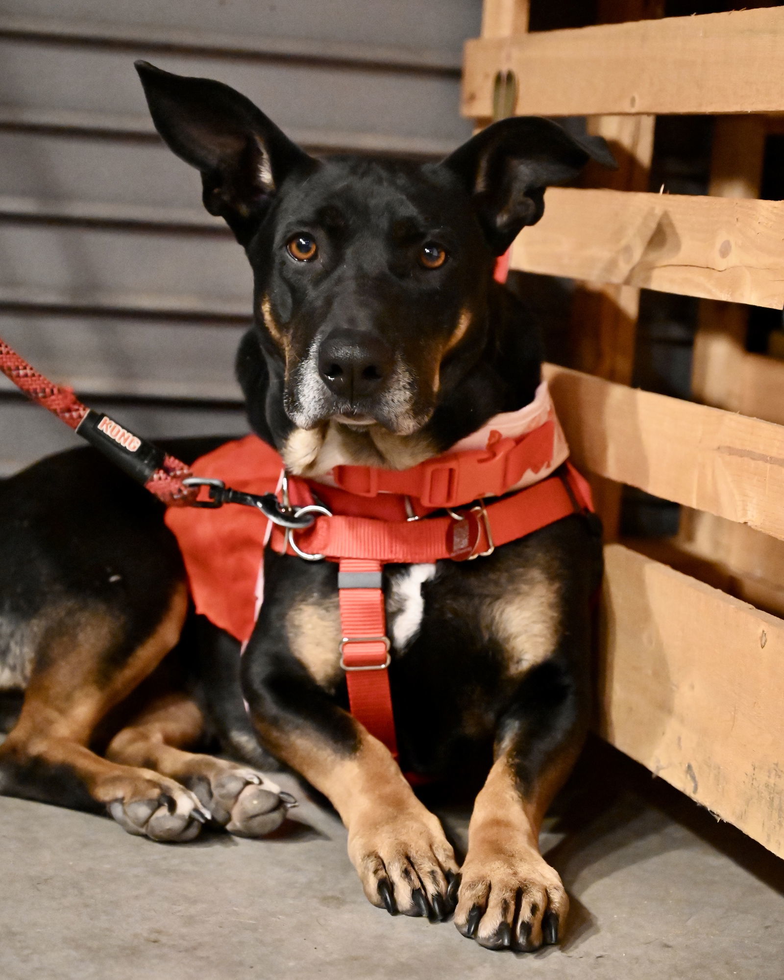 Molly Dee *LOCAL* MEET ME!