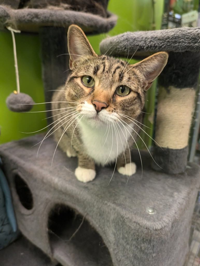 Prue 2 / Yumi 2, an adoptable Domestic Short Hair in Fort Lupton, CO, 80621 | Photo Image 1