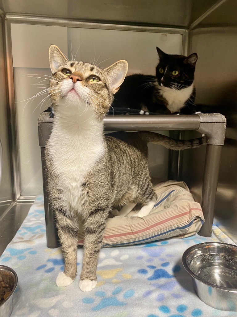 Prue 2 / Yumi 2, an adoptable Domestic Short Hair in Fort Lupton, CO, 80621 | Photo Image 2