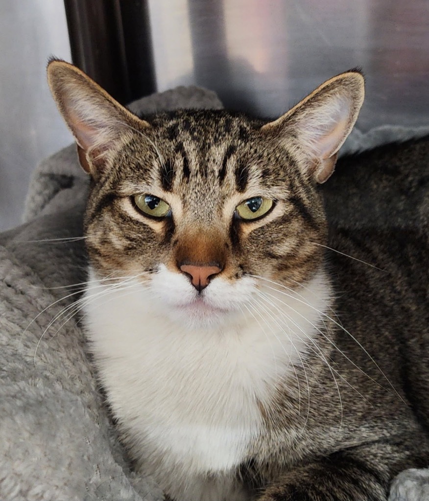 Prue 2, an adoptable Domestic Short Hair in Fort Lupton, CO, 80621 | Photo Image 3