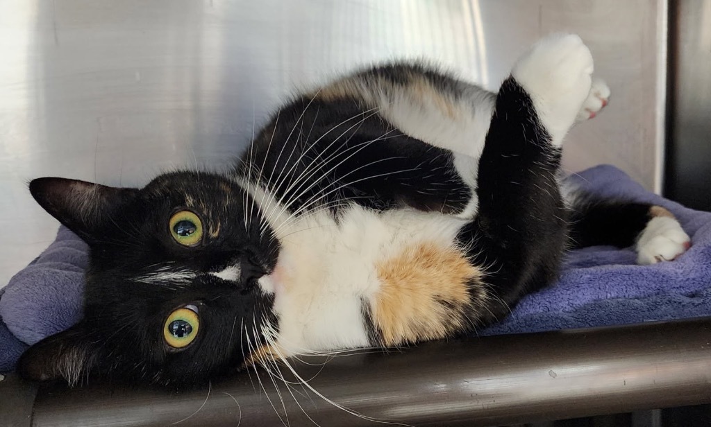 Prue 2, an adoptable Domestic Short Hair in Fort Lupton, CO, 80621 | Photo Image 3