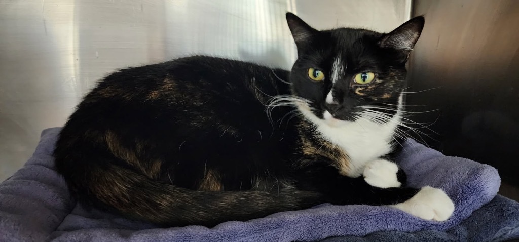 Prue 2 / Yumi 2, an adoptable Domestic Short Hair in Fort Lupton, CO, 80621 | Photo Image 5