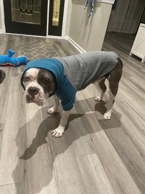 Fergus, Adult Male American Bulldog