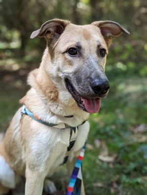 Fritz is nearly 15 years old and will make best companion you and your family will ever have He is
